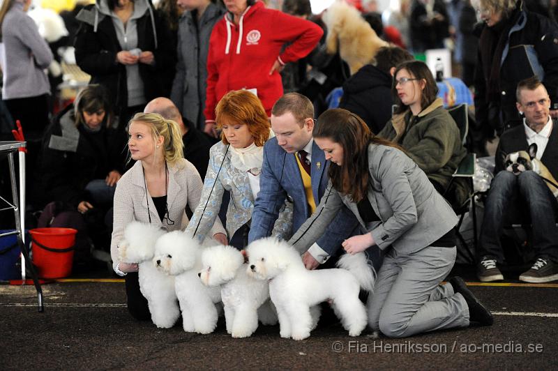 _DSC5052.JPG - Hundutställning i Malmö - bichon frisé