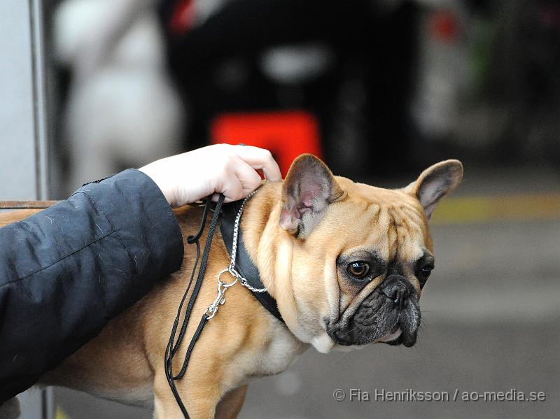 _DSC5056.JPG - Hundutställning i Malmö - Fransk Bulldog