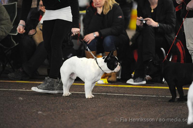 _DSC5060.JPG - Hundutställning i Malmö - Fransk Bulldog