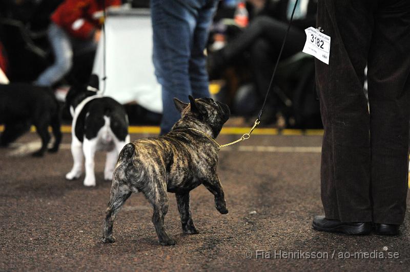 _DSC5061.JPG - Hundutställning i Malmö - Fransk Bulldog