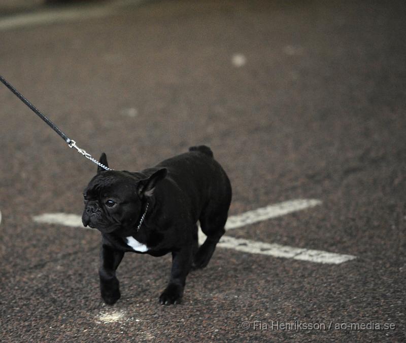 _DSC5072.JPG - Hundutställning i Malmö - Fransk Bulldog