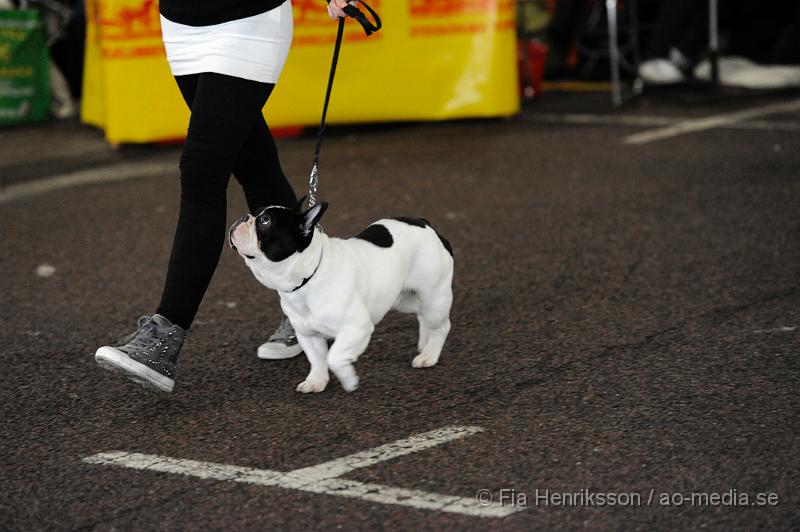 _DSC5080.JPG - Hundutställning i Malmö - Fransk Bulldog