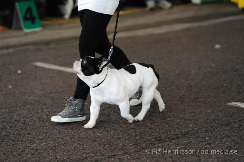 _DSC5082.JPG - Hundutställning i Malmö - Fransk Bulldog