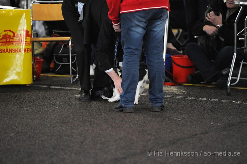 _DSC5092.JPG - Hundutställning i Malmö - Fransk Bulldog