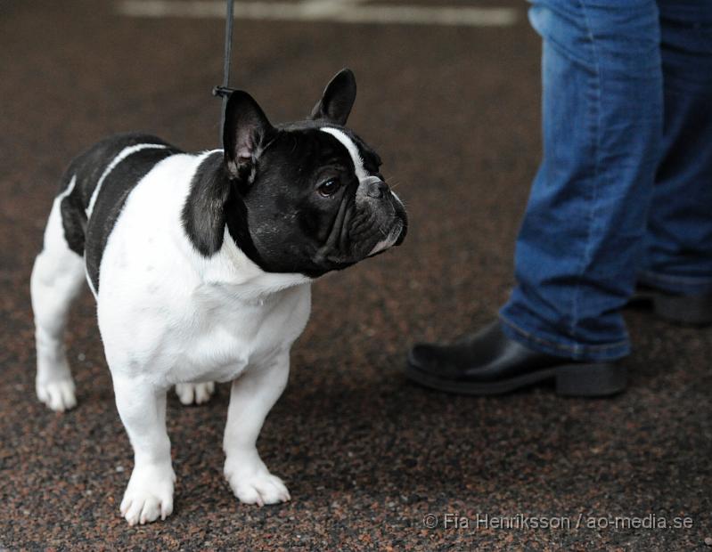 _DSC5099.JPG - Hundutställning i Malmö - Fransk Bulldog