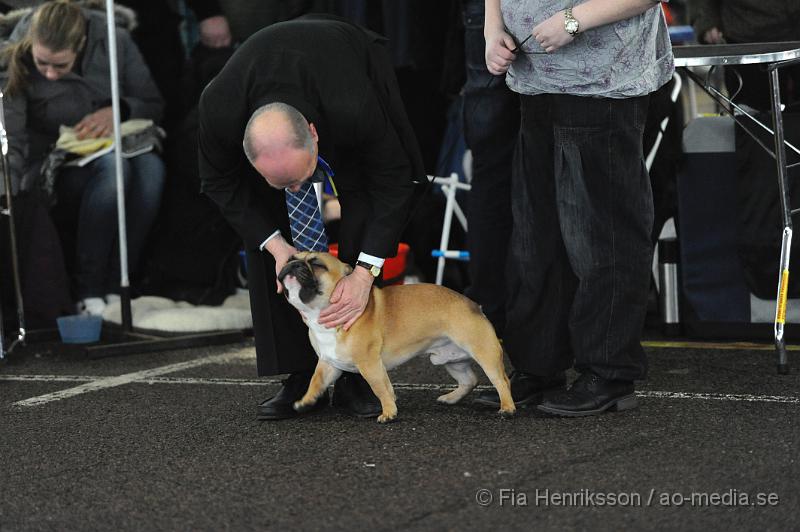 _DSC5103.JPG - Hundutställning i Malmö - Fransk Bulldog