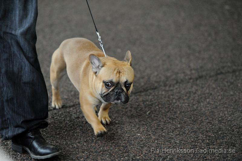 _DSC5107.JPG - Hundutställning i Malmö - Fransk Bulldog