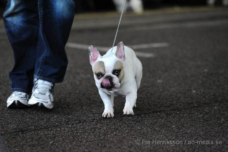 _DSC5118.JPG - Hundutställning i Malmö - Fransk Bulldog