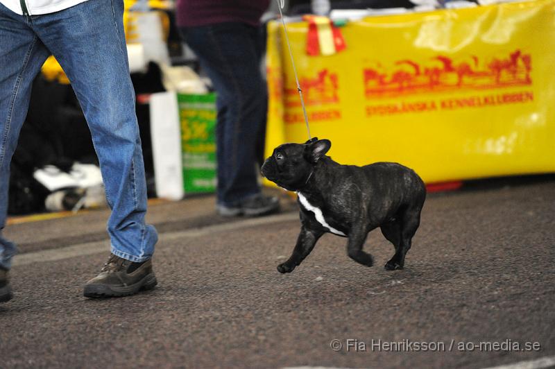 _DSC5131.JPG - Hundutställning i Malmö - Fransk Bulldog