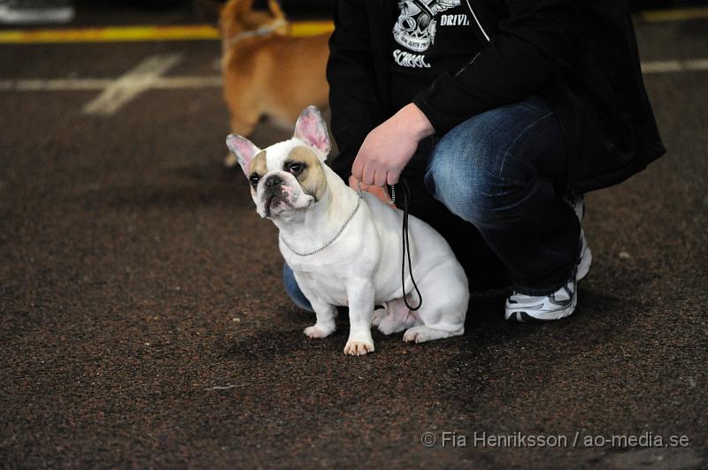 _DSC5138.JPG - Hundutställning i Malmö - Fransk Bulldog