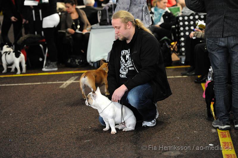 _DSC5139.JPG - Hundutställning i Malmö - Fransk Bulldog