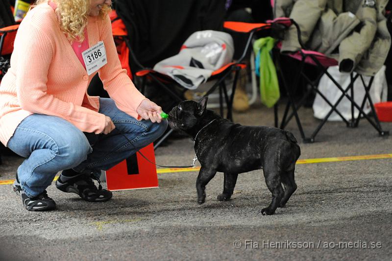 _DSC5144.JPG - Hundutställning i Malmö - Fransk Bulldog