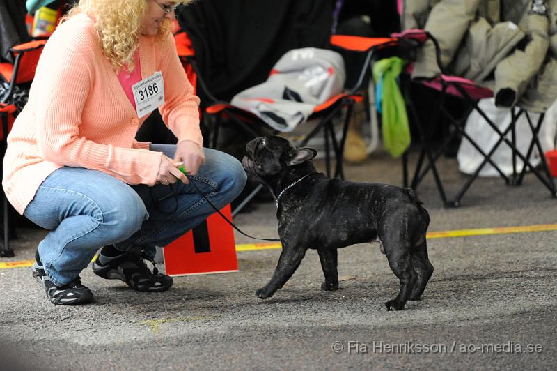 _DSC5145.JPG - Hundutställning i Malmö - Fransk Bulldog