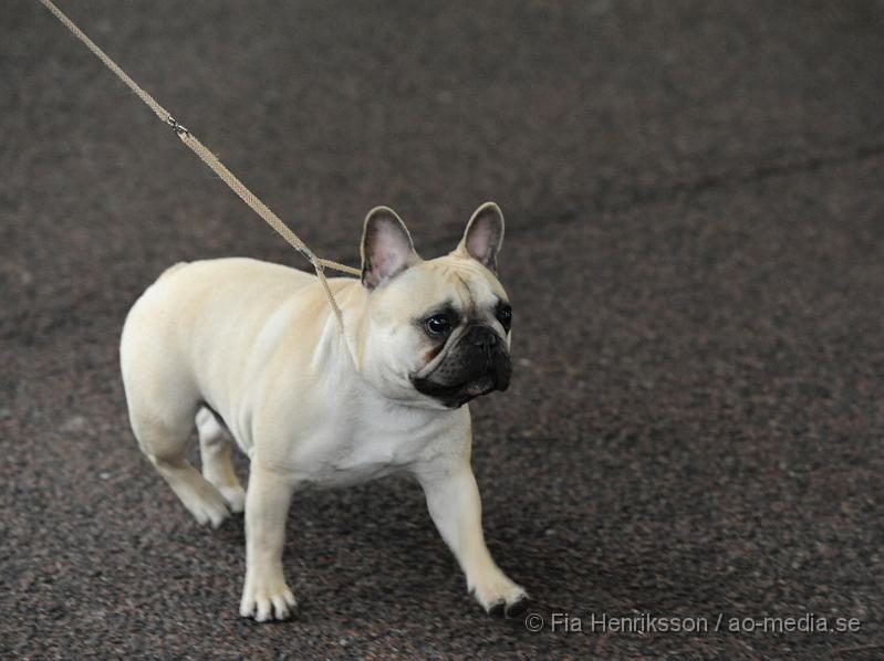 _DSC5151.JPG - Hundutställning i Malmö - Fransk Bulldog