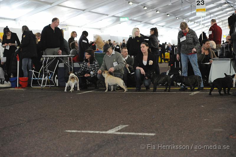 _DSC5155.JPG - Hundutställning i Malmö - Fransk Bulldog