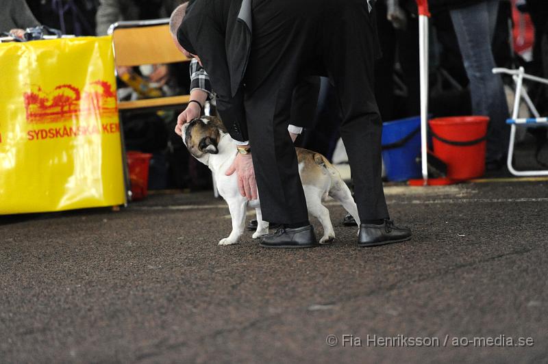 _DSC5158.JPG - Hundutställning i Malmö - Fransk Bulldog