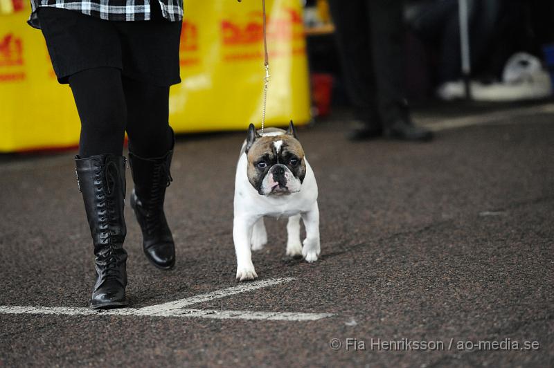 _DSC5161.JPG - Hundutställning i Malmö - Fransk Bulldog