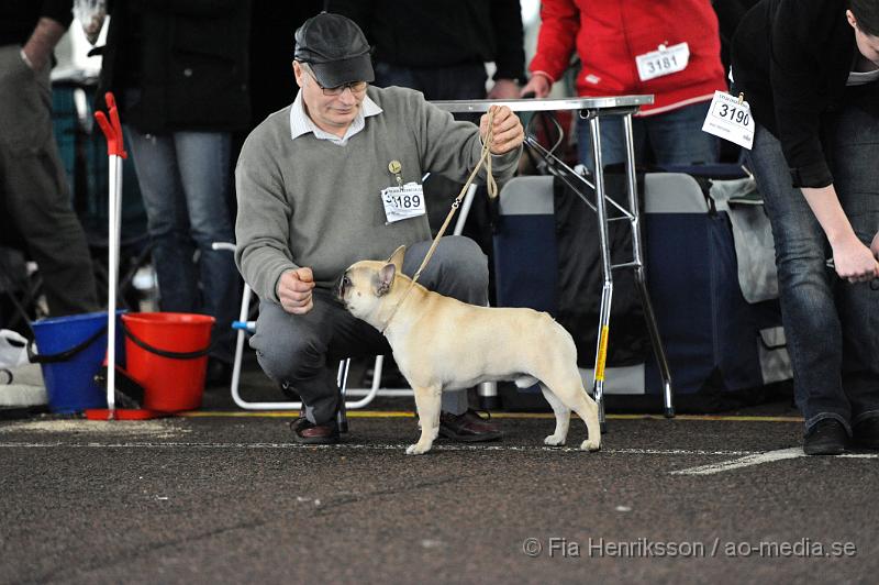 _DSC5165.JPG - Hundutställning i Malmö - Fransk Bulldog