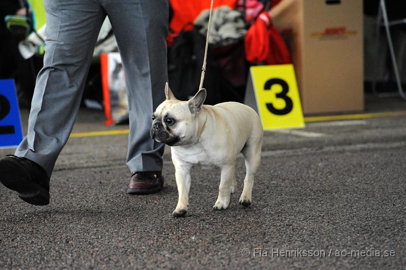 _DSC5174.JPG - Hundutställning i Malmö - Fransk Bulldog