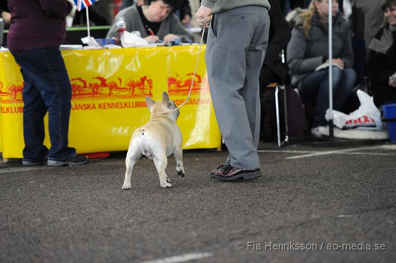 _DSC5177.JPG - Hundutställning i Malmö - Fransk Bulldog