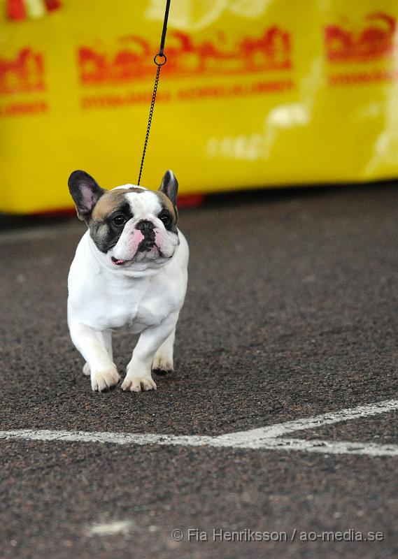 _DSC5192.JPG - Hundutställning i Malmö - Fransk Bulldog