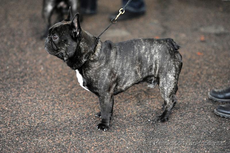 _DSC5196.JPG - Hundutställning i Malmö - Fransk Bulldog