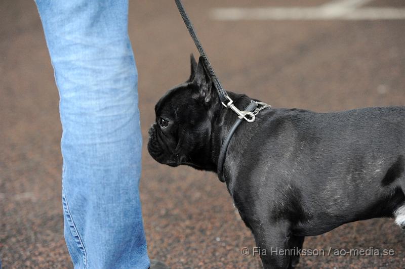 _DSC5198.JPG - Hundutställning i Malmö - Fransk Bulldog