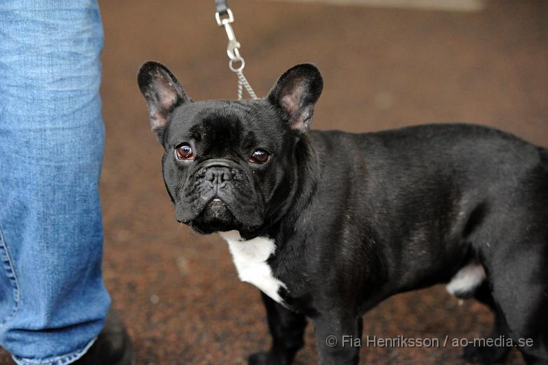 _DSC5200.JPG - Hundutställning i Malmö - Fransk Bulldog