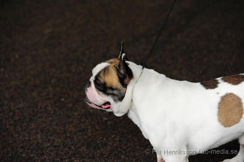 _DSC5203.JPG - Hundutställning i Malmö - Fransk Bulldog