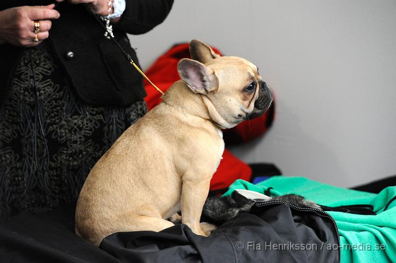 _DSC5206.JPG - Hundutställning i Malmö - Fransk Bulldog