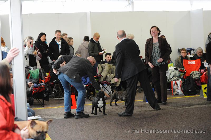 _DSC5207.JPG - Hundutställning i Malmö - Fransk Bulldog