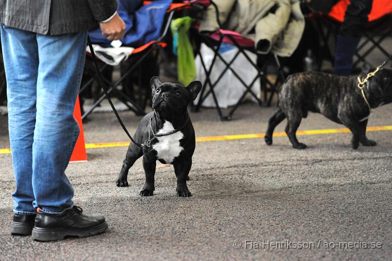 _DSC5209.JPG - Hundutställning i Malmö - Fransk Bulldog