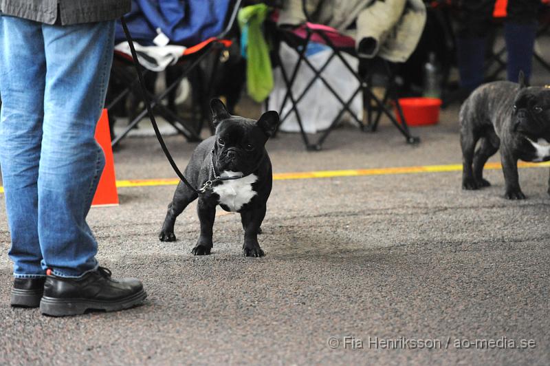 _DSC5210.JPG - Hundutställning i Malmö - Fransk Bulldog