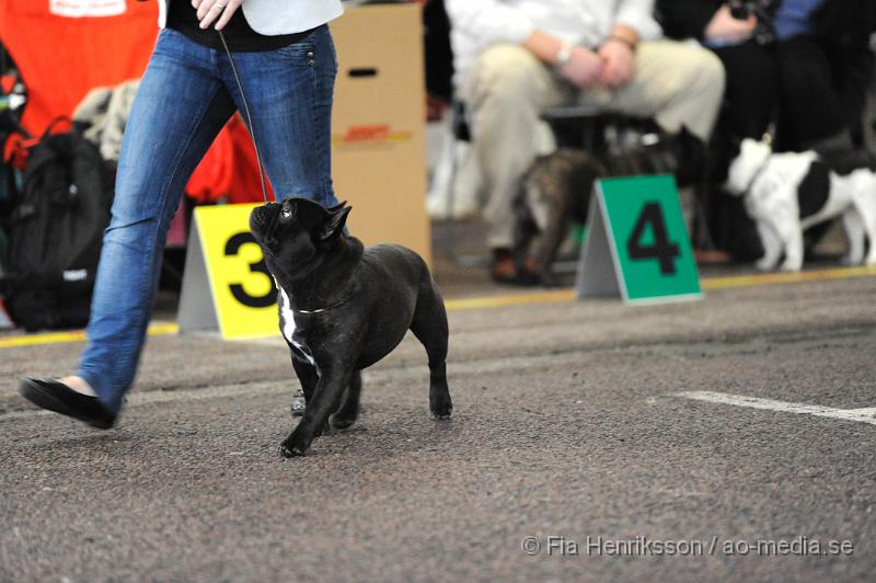 _DSC5215.JPG - Hundutställning i Malmö - Fransk Bulldog