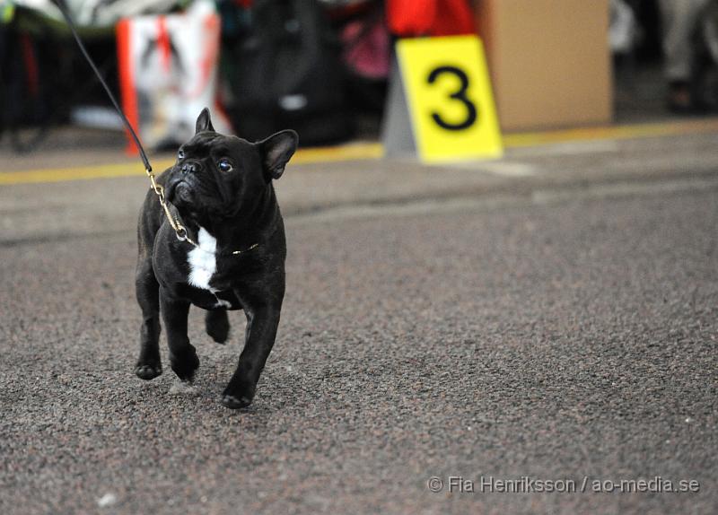 _DSC5217.JPG - Hundutställning i Malmö - Fransk Bulldog