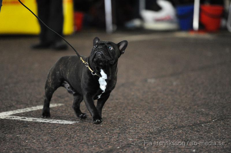 _DSC5221.JPG - Hundutställning i Malmö - Fransk Bulldog