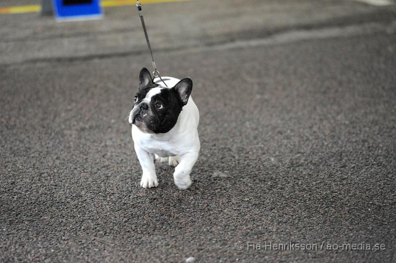 _DSC5224.JPG - Hundutställning i Malmö - Fransk Bulldog