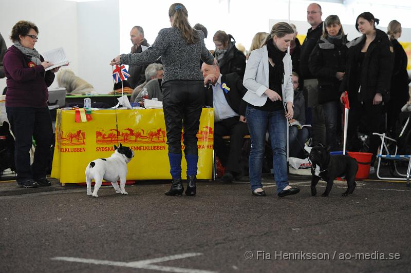 _DSC5227.JPG - Hundutställning i Malmö - Fransk Bulldog