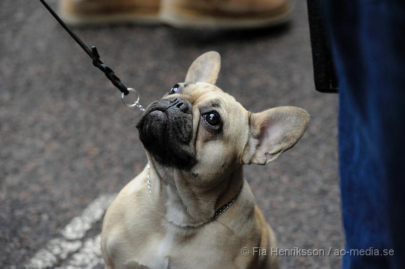 _DSC5236.JPG - Hundutställning i Malmö - Fransk Bulldog