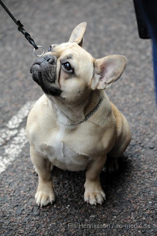 _DSC5238.JPG - Hundutställning i Malmö - Fransk Bulldog