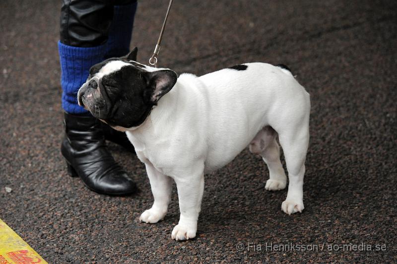 _DSC5242.JPG - Hundutställning i Malmö - Fransk Bulldog