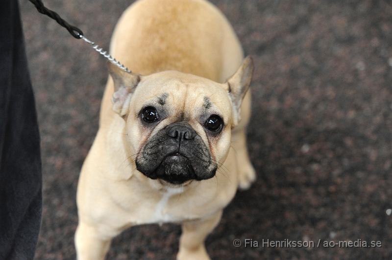 _DSC5254.JPG - Hundutställning i Malmö - Fransk Bulldog