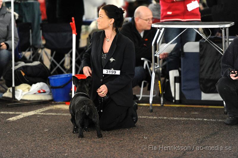 _DSC5259.JPG - Hundutställning i Malmö - Fransk Bulldog