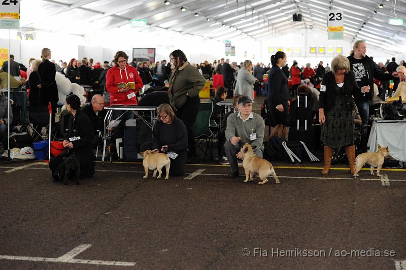 _DSC5260.JPG - Hundutställning i Malmö - Fransk Bulldog