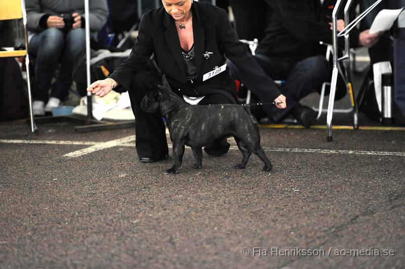 _DSC5263.JPG - Hundutställning i Malmö - Fransk Bulldog