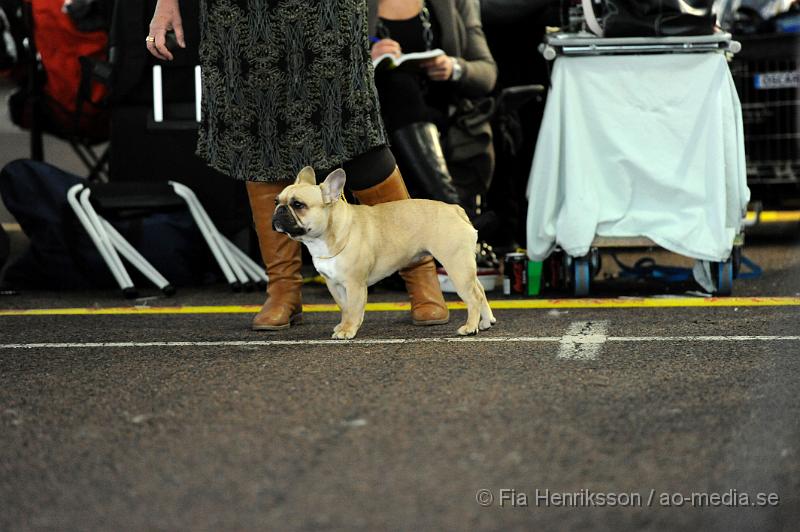 _DSC5266.JPG - Hundutställning i Malmö - Fransk Bulldog