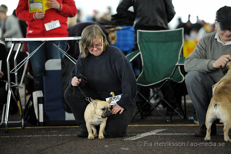 _DSC5269.JPG - Hundutställning i Malmö - Fransk Bulldog