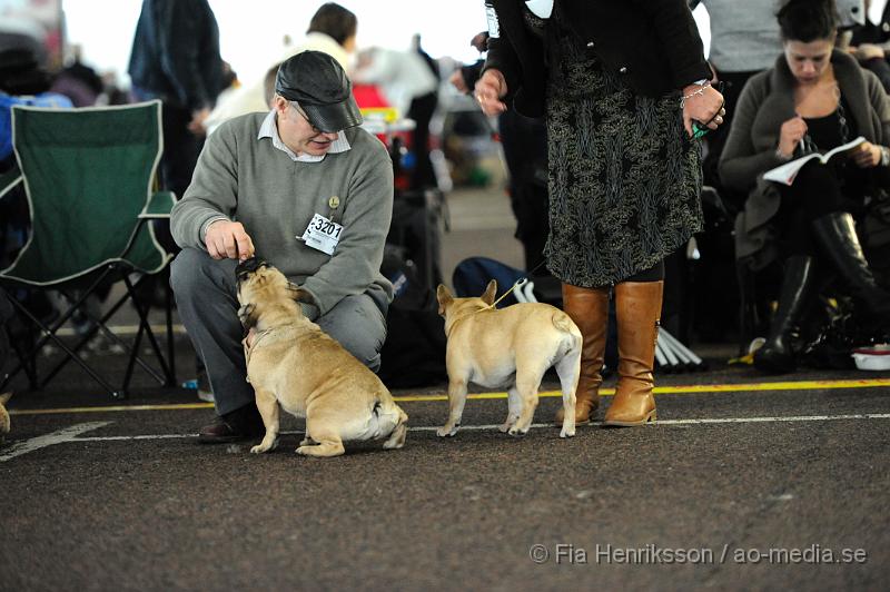 _DSC5270.JPG - Hundutställning i Malmö - Fransk Bulldog