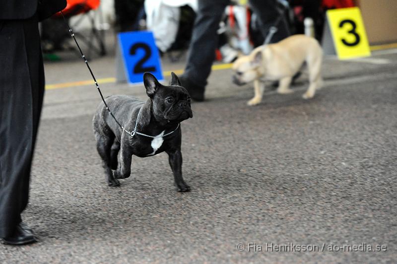 _DSC5276.JPG - Hundutställning i Malmö - Fransk Bulldog