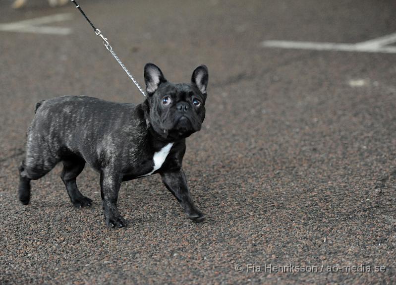 _DSC5280.JPG - Hundutställning i Malmö - Fransk Bulldog